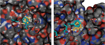 Two designs for a synthetic enzyme